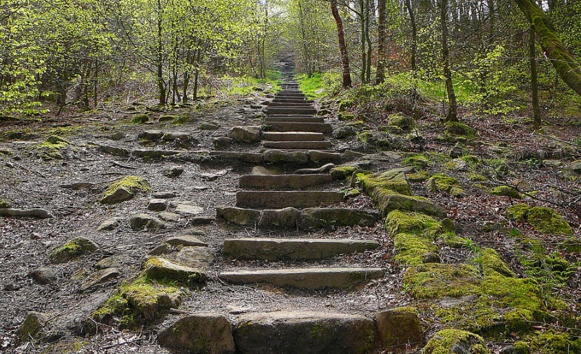 Chevin Forest